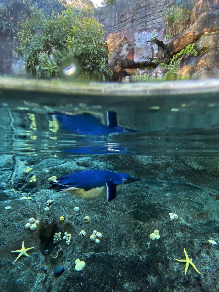 Penguin. This is a huge outdoor aquarium at the zoo in Sydney. I just held my iPhone against the glass and hoped for the best.  by johnfalconer