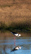 20th Aug 2023 - Pied Stilt