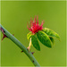 Mossy Rose Gall Wasp by clifford