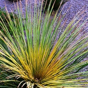 18th Aug 2023 - Aug 18 Yucca dying