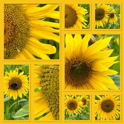 20th Aug 2023 - Sunflower Feast