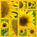 Sunflower Feast by phil_sandford