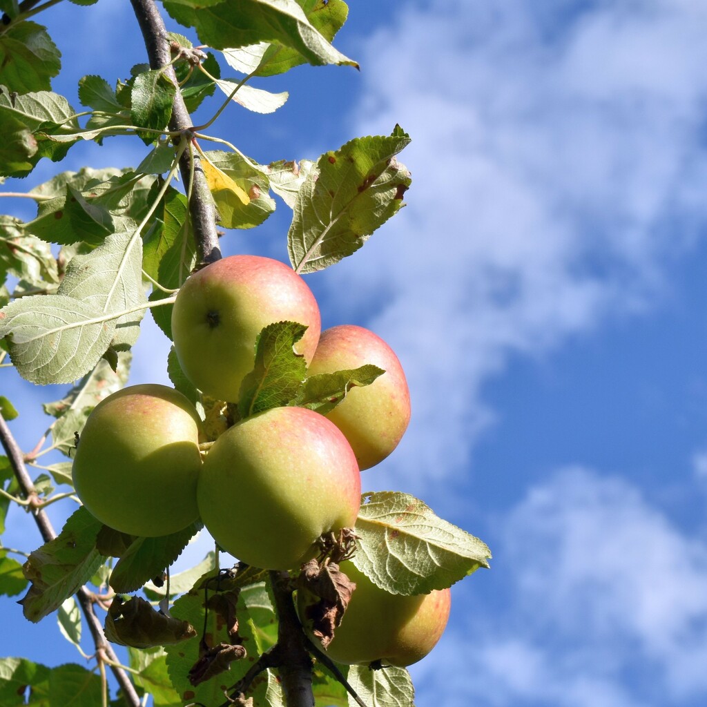 Garden apples enjoying the sunshine by anitaw