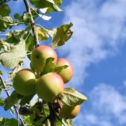 19th Aug 2023 - Garden apples enjoying the sunshine