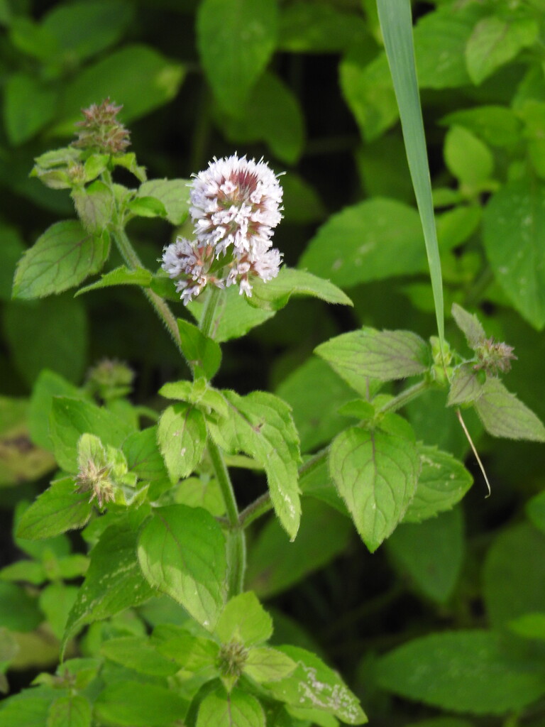 Water Mint by oldjosh