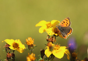 20th Aug 2023 - Small Copper Butterfly