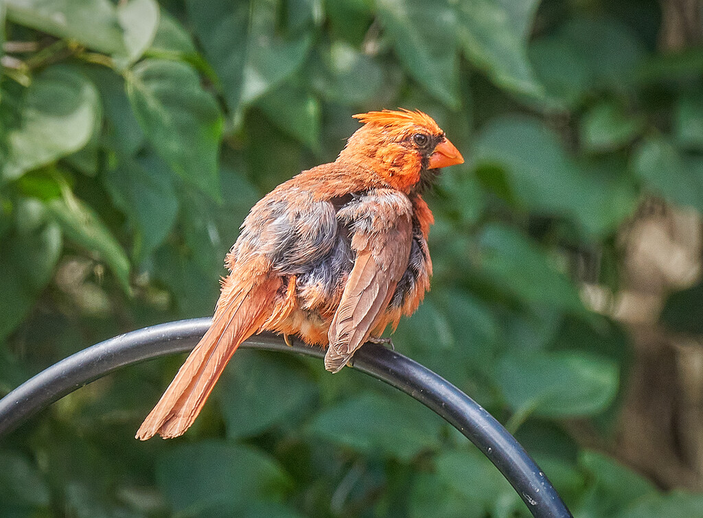 Molting Cardinal by gardencat