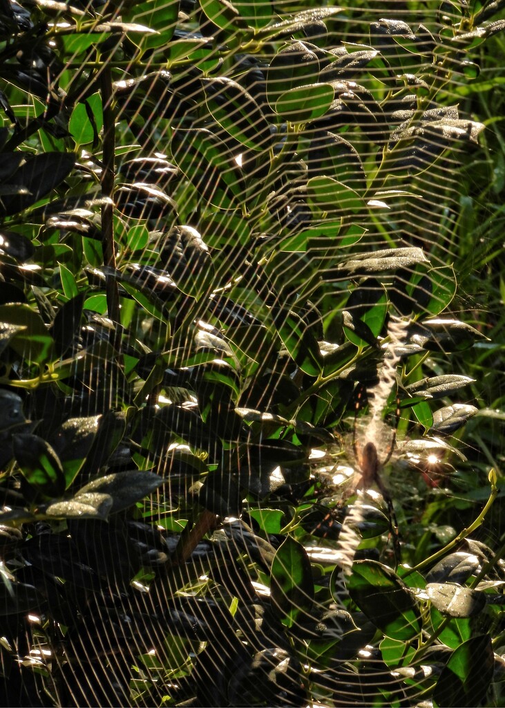 Big web in the holly bush... by marlboromaam