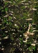 21st Aug 2023 - Big web in the holly bush...