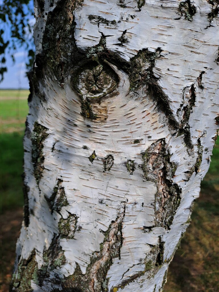 Birch tree eye by ivanc
