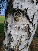 19th Aug 2023 - Birch tree eye