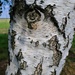 Birch tree eye