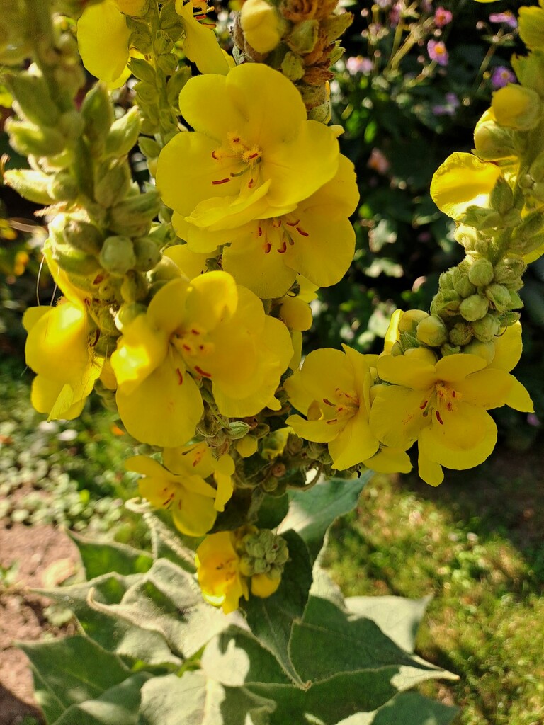 Mullein flowers by ivanc