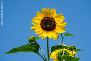 20th Aug 2023 - Sunflowers and Sky