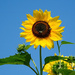 Sunflowers and Sky by falcon11