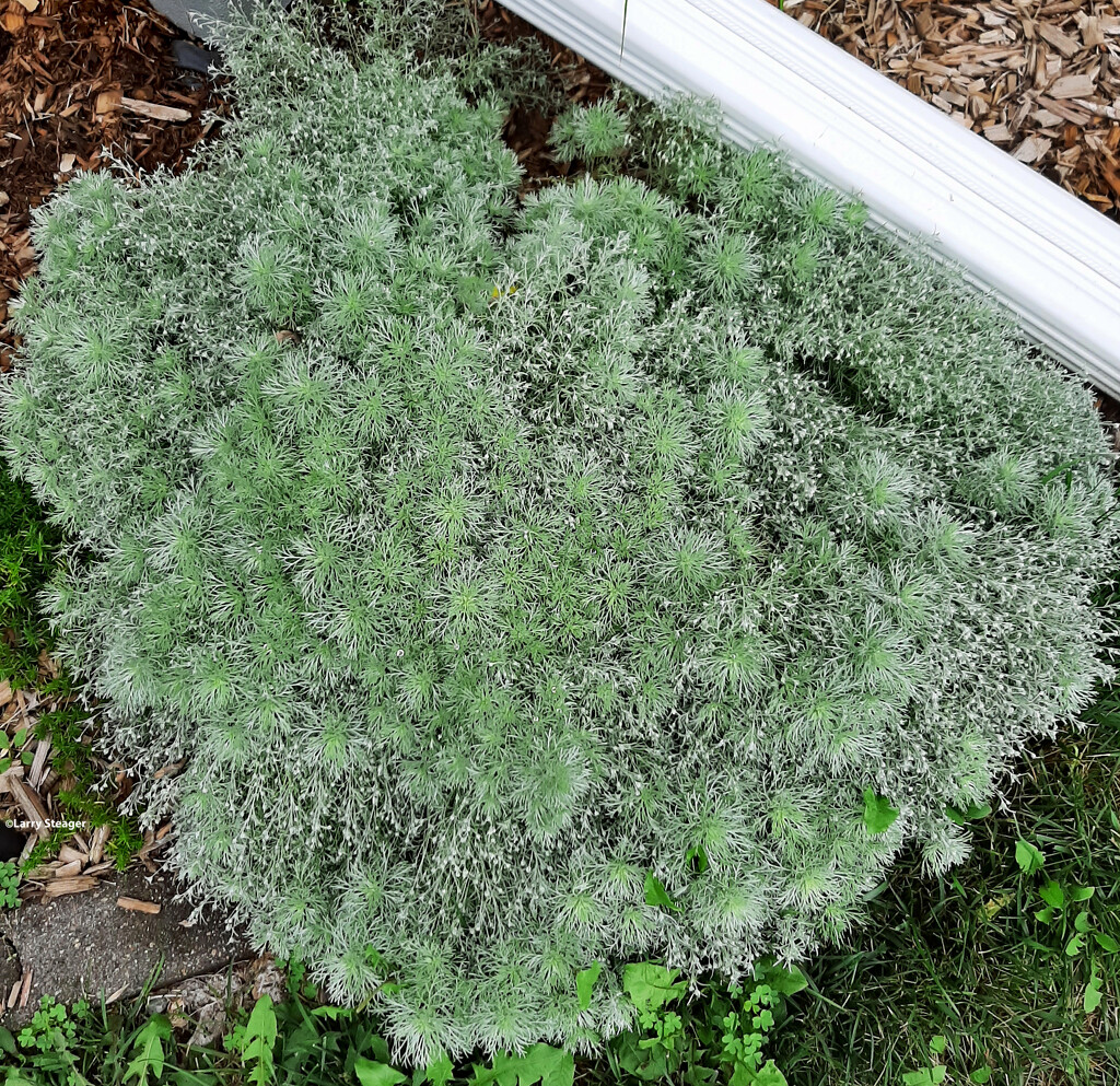 Silver mound plant by larrysphotos