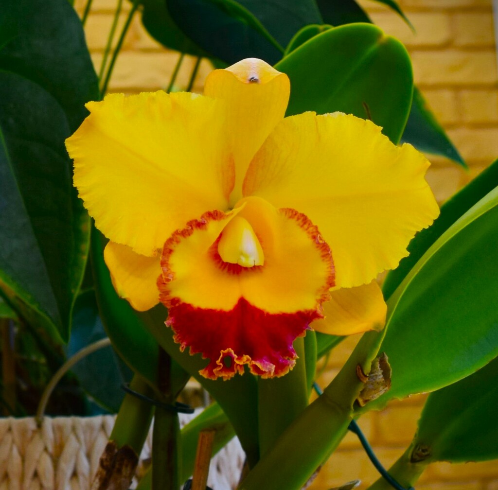  Cattleya Orchid ..  A Gift ~  by happysnaps