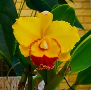 21st Aug 2023 -  Cattleya Orchid ..  A Gift ~ 