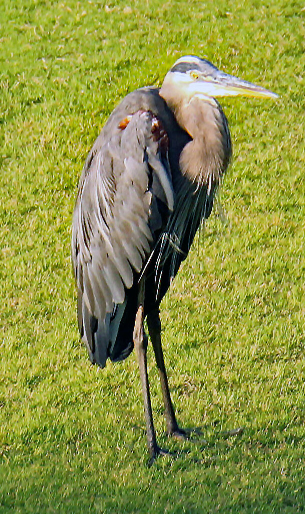 August 17 Blue Heron At Sunset IMG_4514 by georgegailmcdowellcom