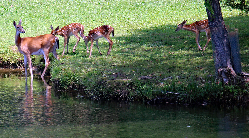 August 18 Deer Doe With Three Fawns IMG_4549 by georgegailmcdowellcom