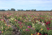 21st Aug 2023 -  (Antirrhinum), Dragon plant or snapdragon 