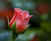 20th Aug 2023 - Rosebud