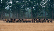 20th Aug 2023 - Sequim Elk Heard