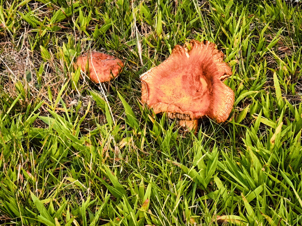 Mushroom season is here by joansmor