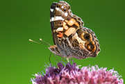 20th Aug 2023 - American Lady Butterfly