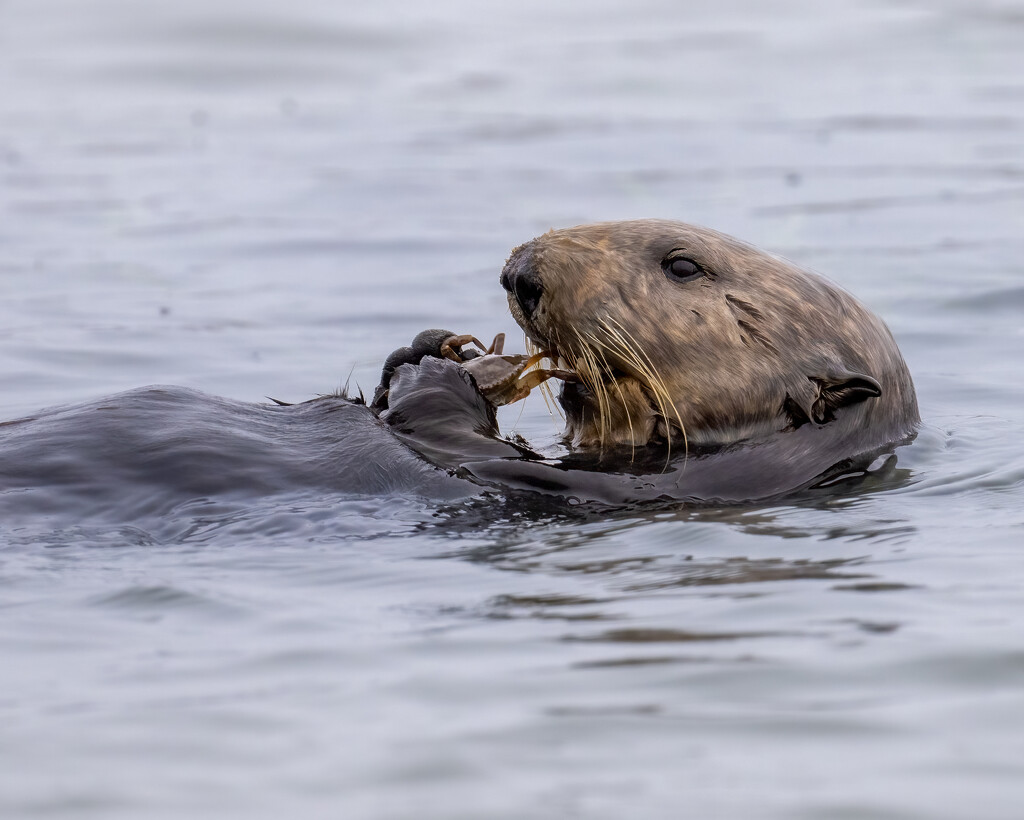 Sea Otter Snack by nicoleweg
