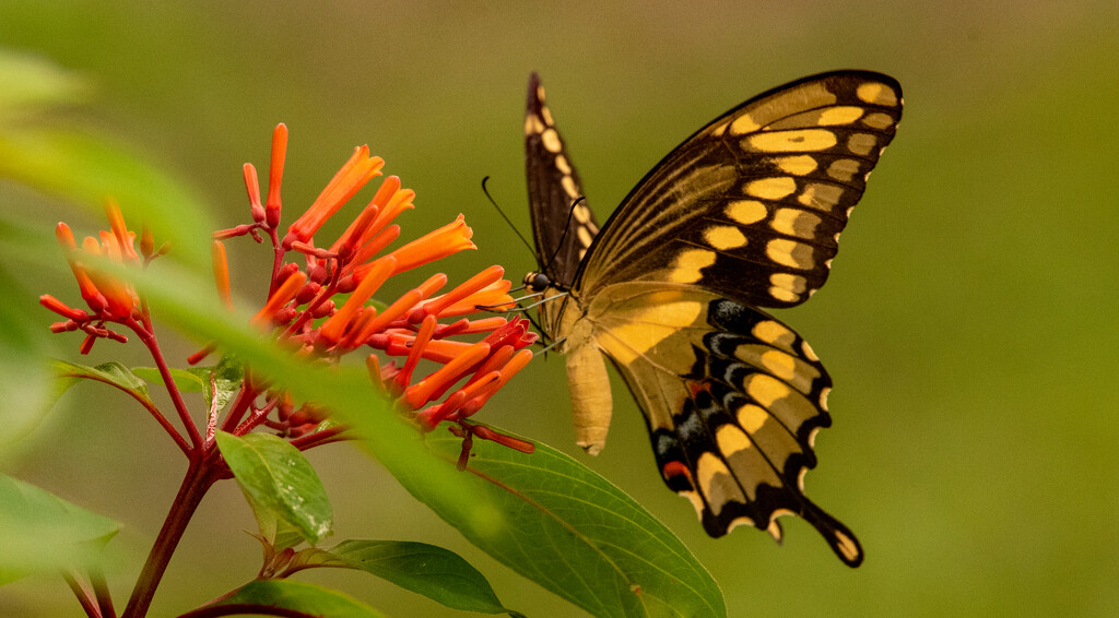 Another Eastern Tiger Swallowtail Butterfly! by rickster549