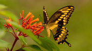 20th Aug 2023 - Another Eastern Tiger Swallowtail Butterfly!