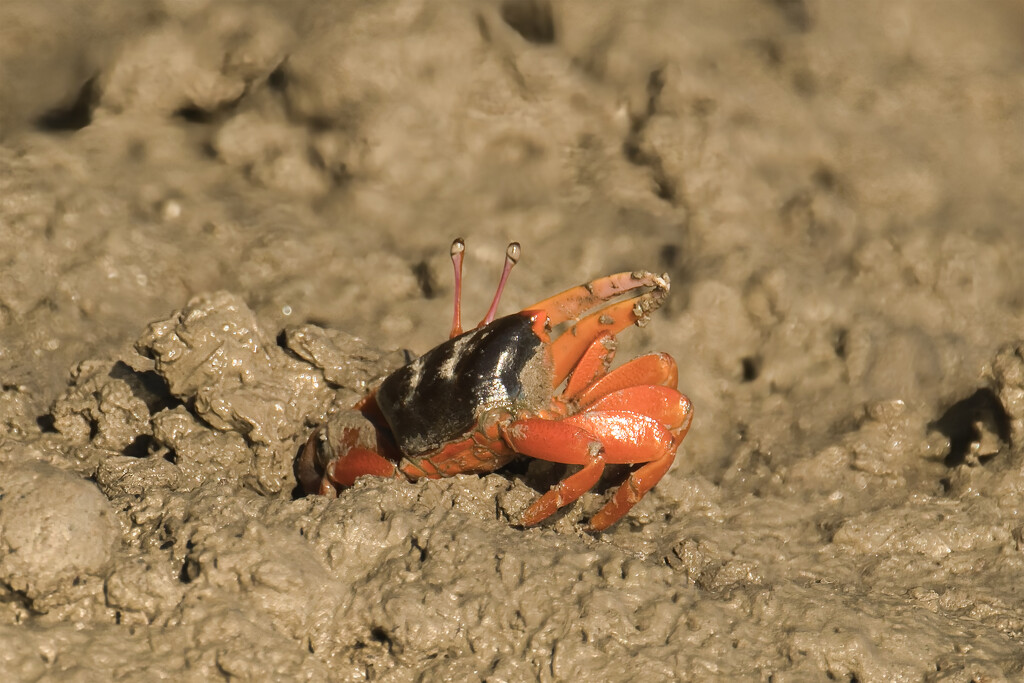 Crab at Three Ways River by dkbarnett