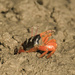 Crab at Three Ways River by dkbarnett