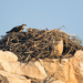 Osprey with chicks by dkbarnett
