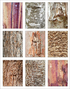 21st Aug 2023 - Tree Bark Collage