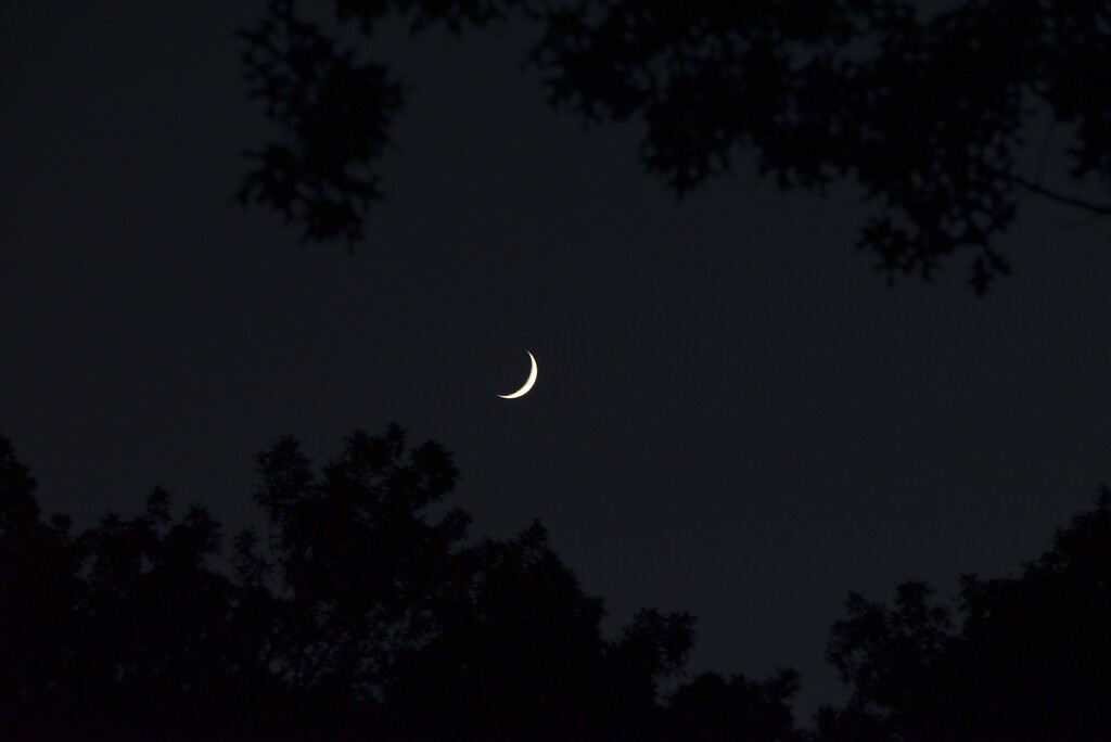 Crescent Moon  by metzpah