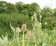 4th Aug 2023 - Teasels and Mugwort