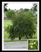 3rd Aug 2023 - Horse Chestnut Tree