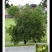 Horse Chestnut Tree by oldjosh