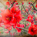 Chaenomeles japonica by pusspup