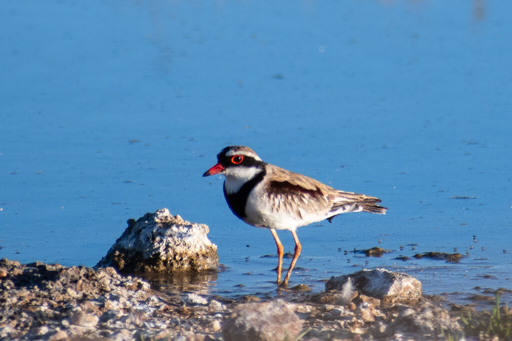 Black Fronted Dotterel by nannasgotitgoingon