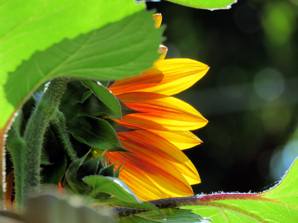 Sunflower Glimpse by seattlite