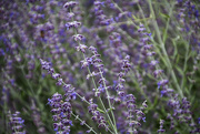 21st Aug 2023 - Purple flowers