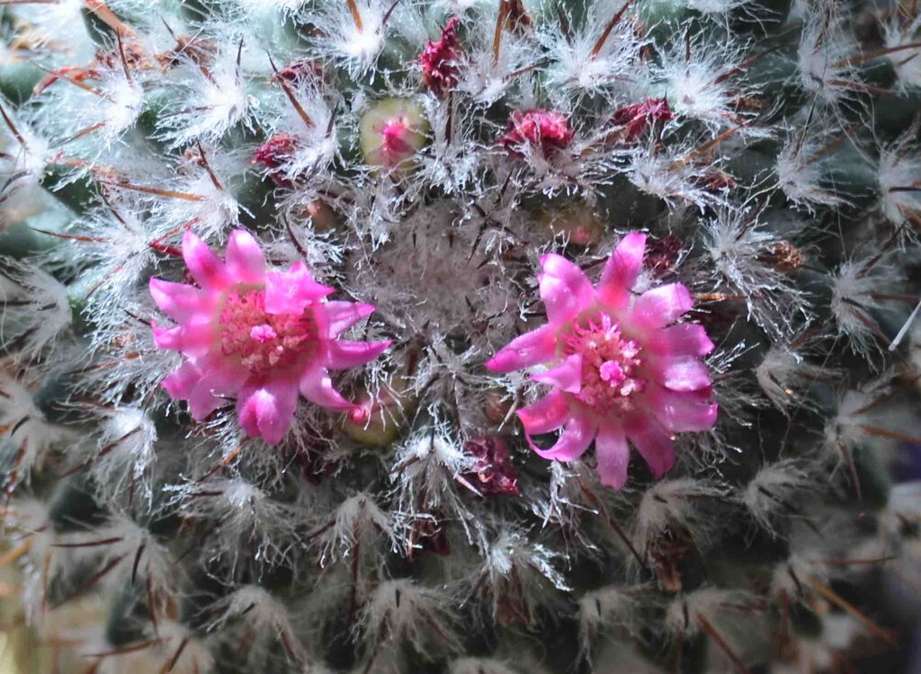 Cactus Flowers by arkensiel