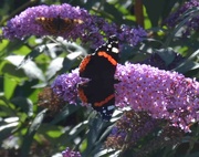 21st Aug 2023 - Red Admiral and Comma Buterflies