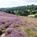 A Walk Through the Heather by fishers