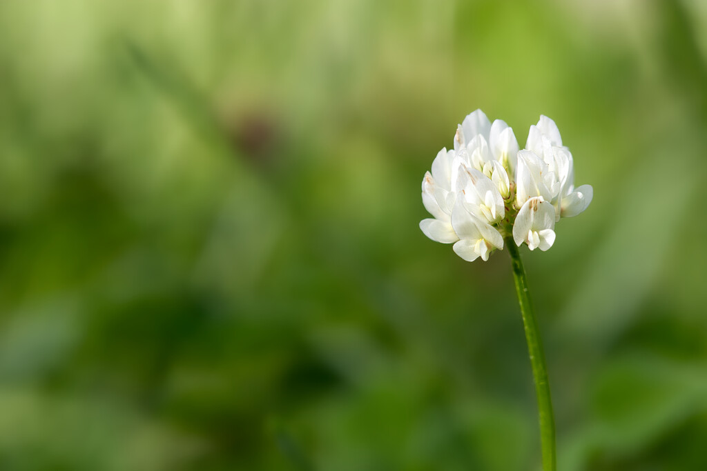 White clover by okvalle