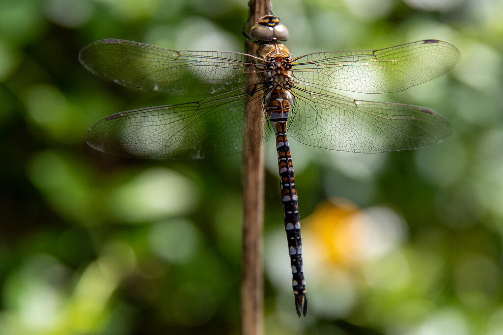 Dragonfly by phil_sandford