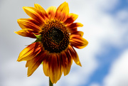 21st Aug 2023 - Sunflower